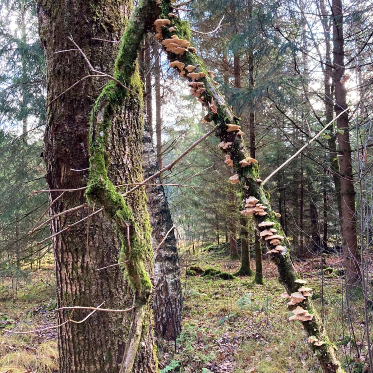 Waldbaden Shinrin Yoku Auszeit in der Natur