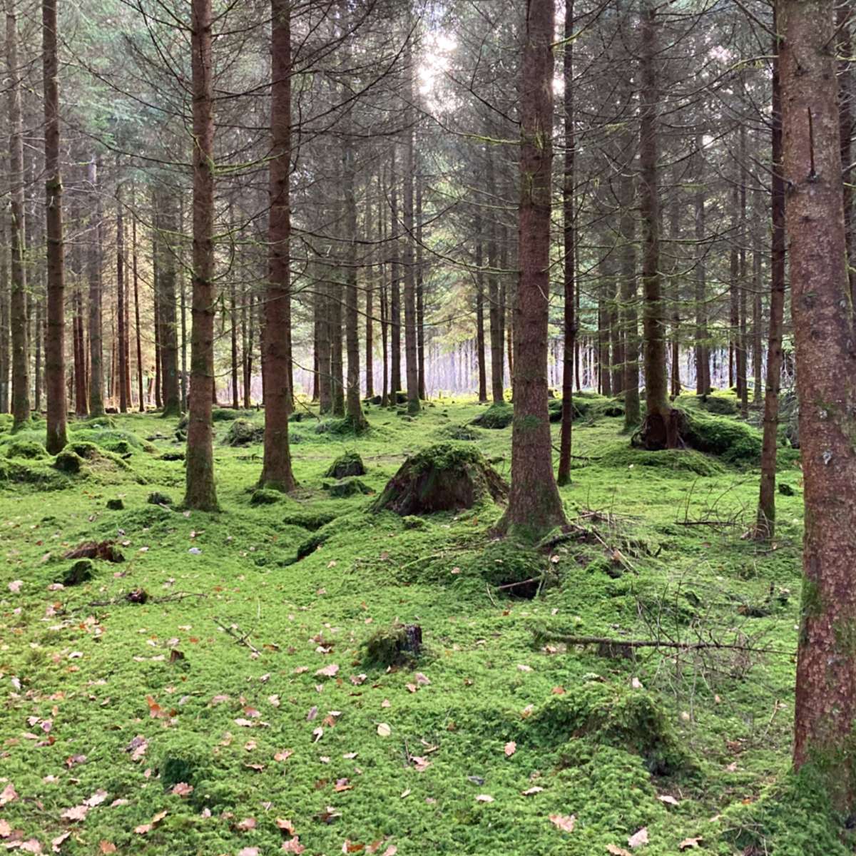 Waldbaden Shinrin Yoku Natur und Trauer